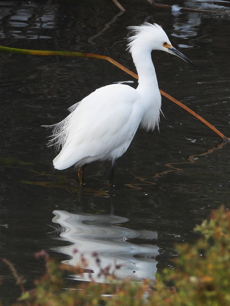 Snowy Egret - ML642232614
