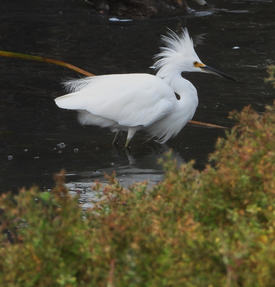 Snowy Egret - ML642232615