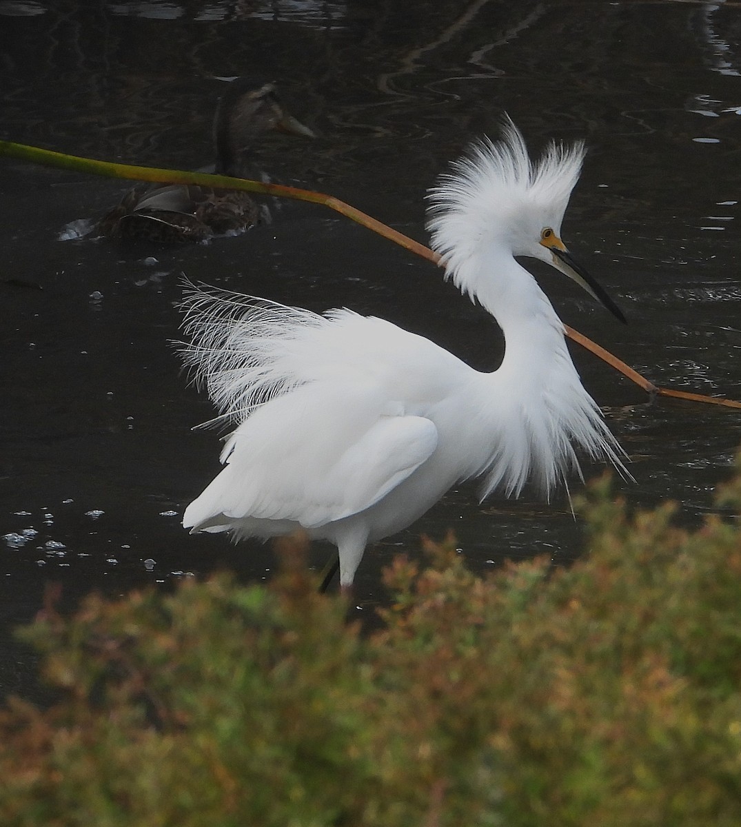Snowy Egret - ML642232616