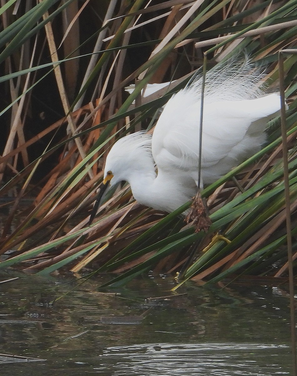Snowy Egret - ML642232617