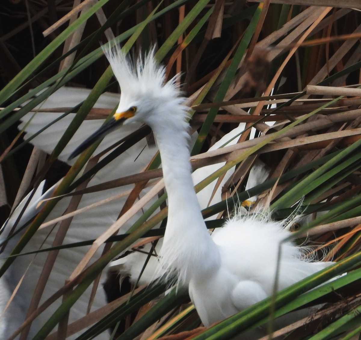 Snowy Egret - ML642232619