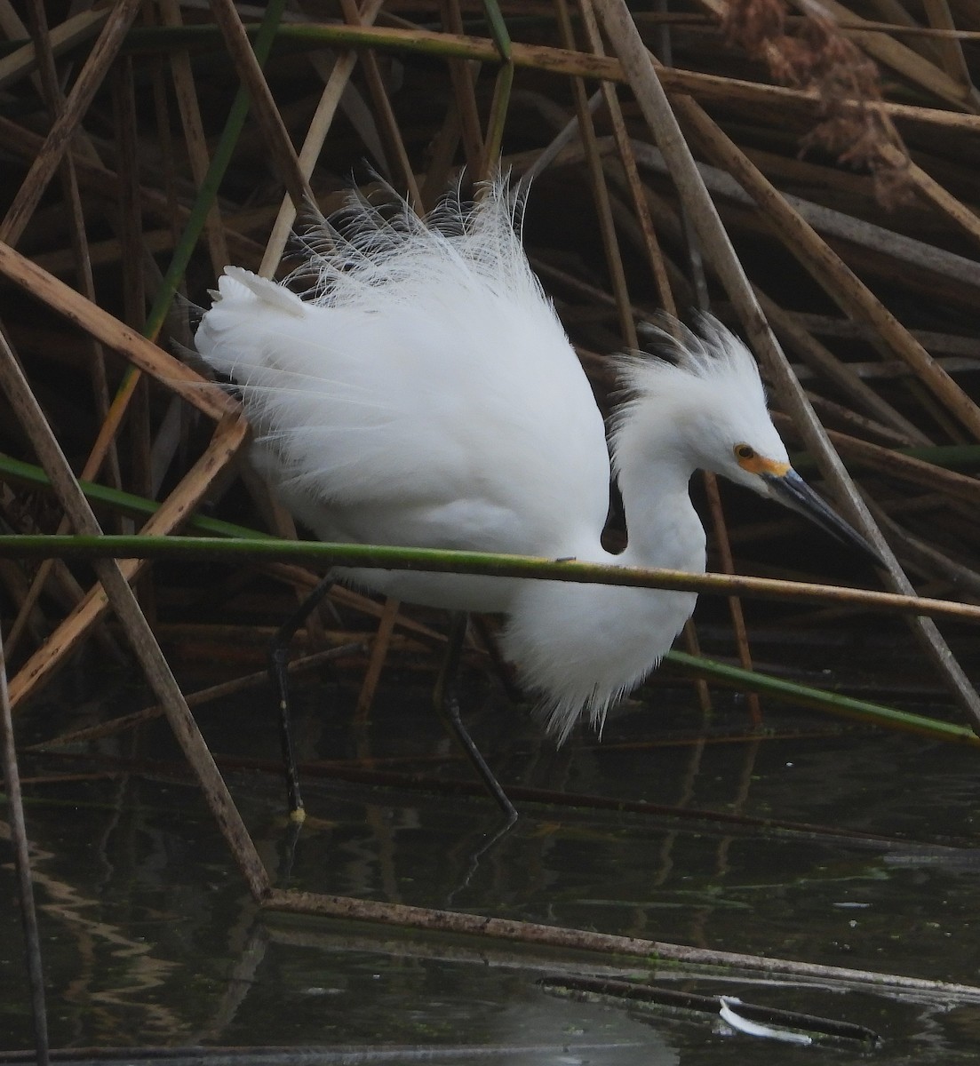 Snowy Egret - ML642232620