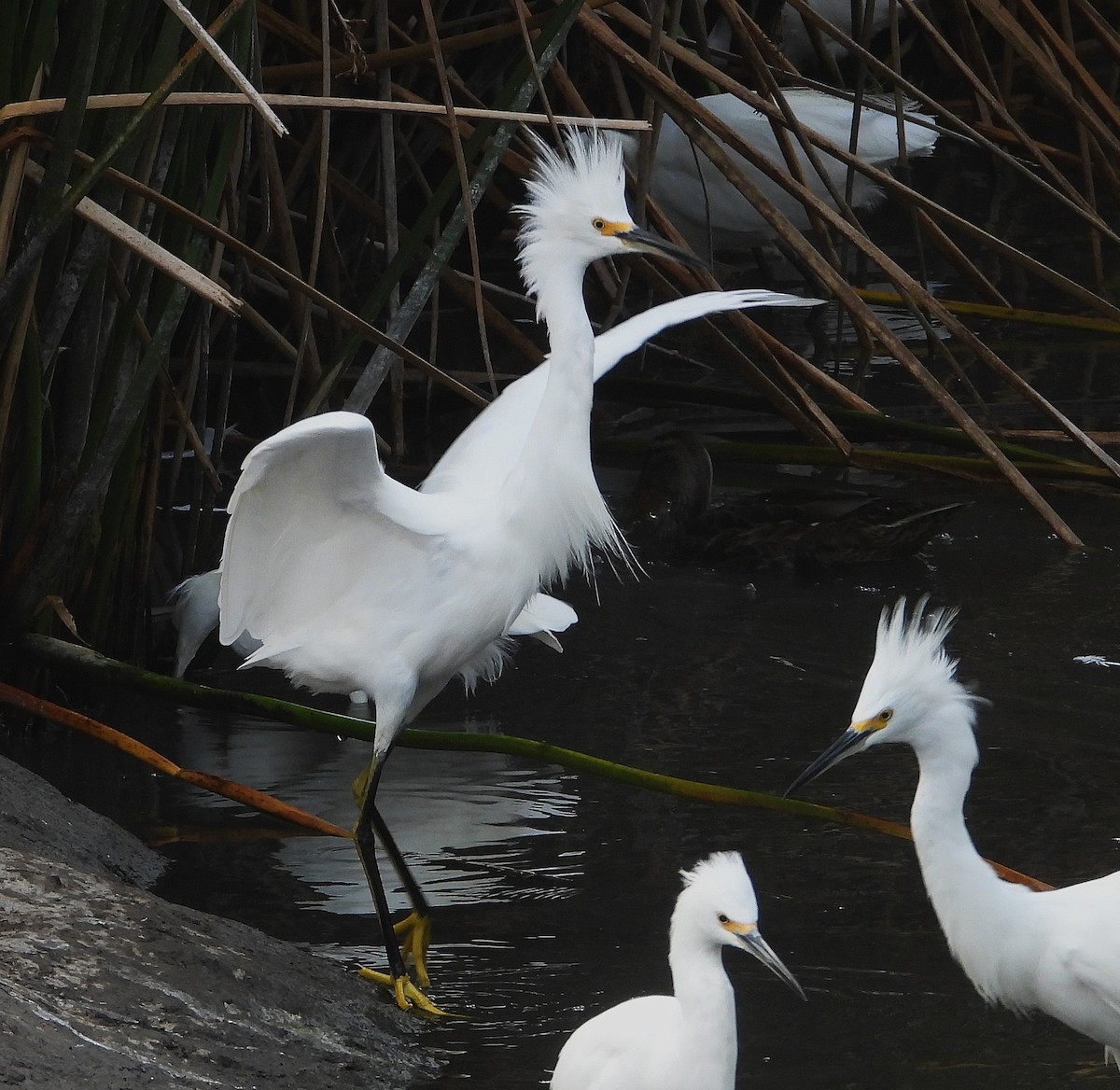 Snowy Egret - ML642232621