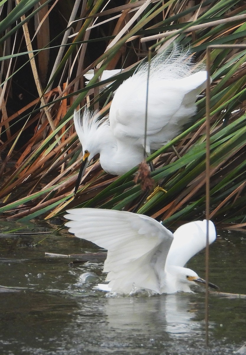 Snowy Egret - ML642232622