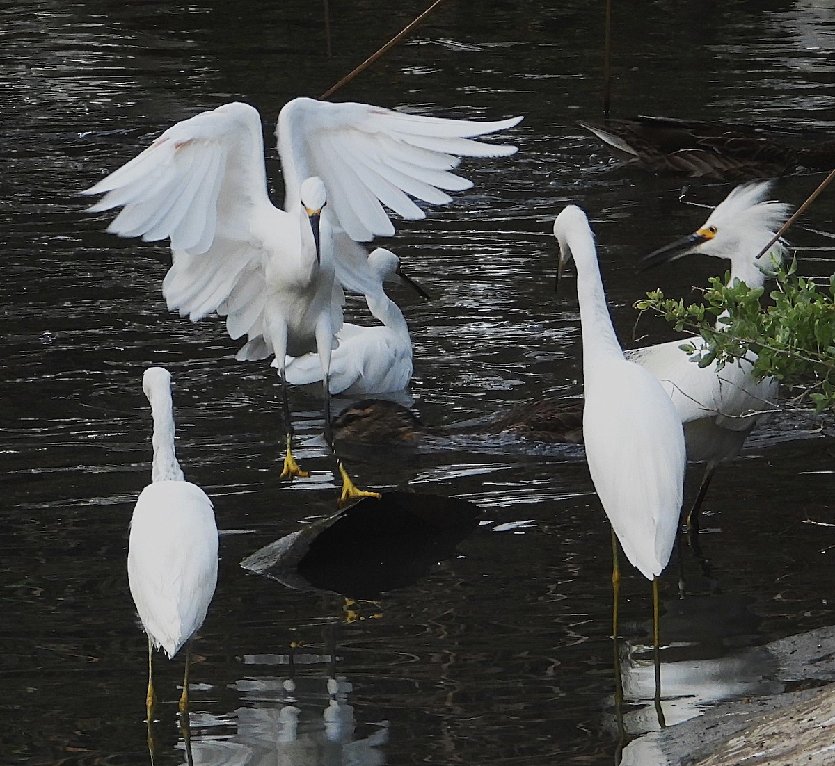 Snowy Egret - ML642232623