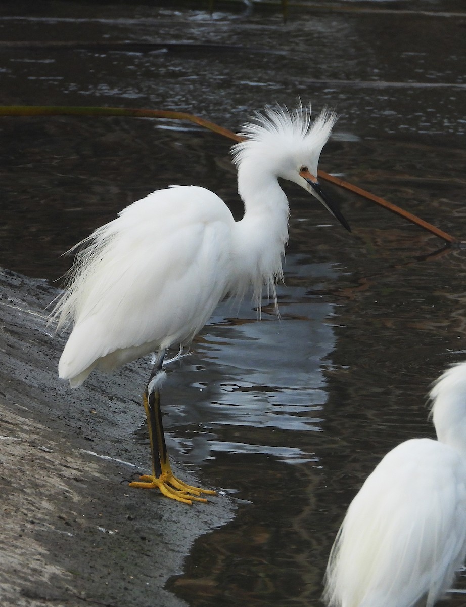 Snowy Egret - ML642232624