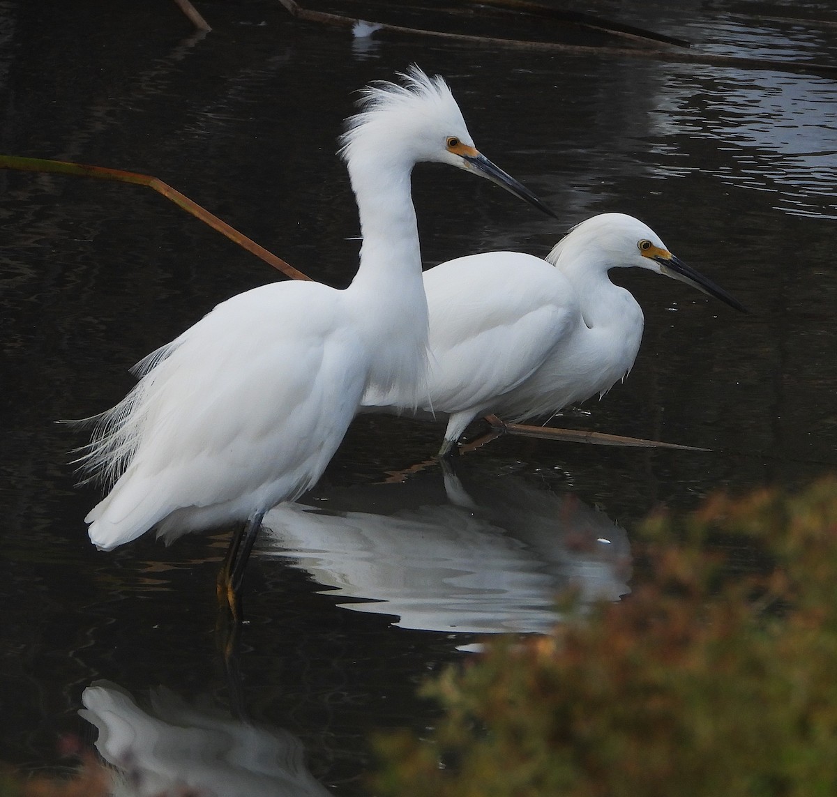 Snowy Egret - ML642232625