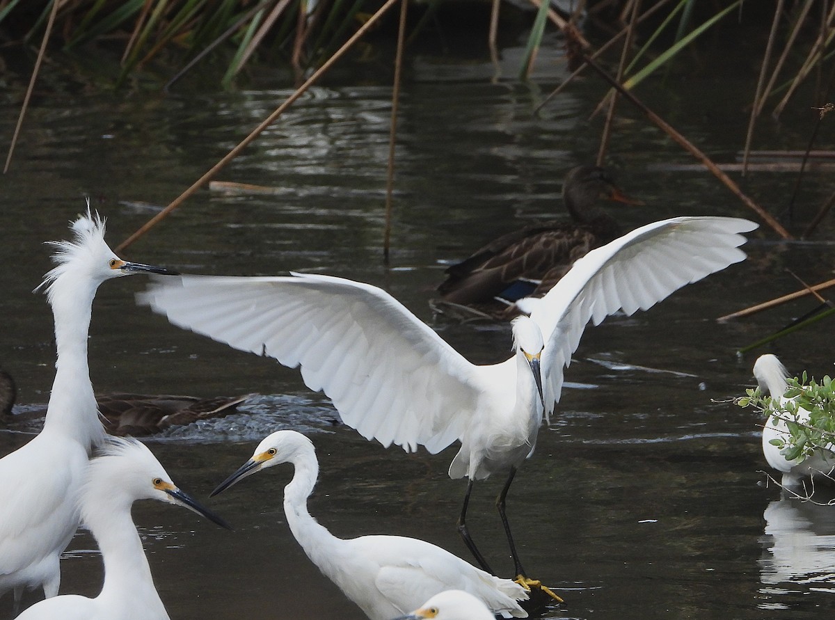 Snowy Egret - ML642232626