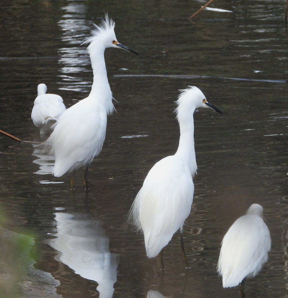 Snowy Egret - ML642232627