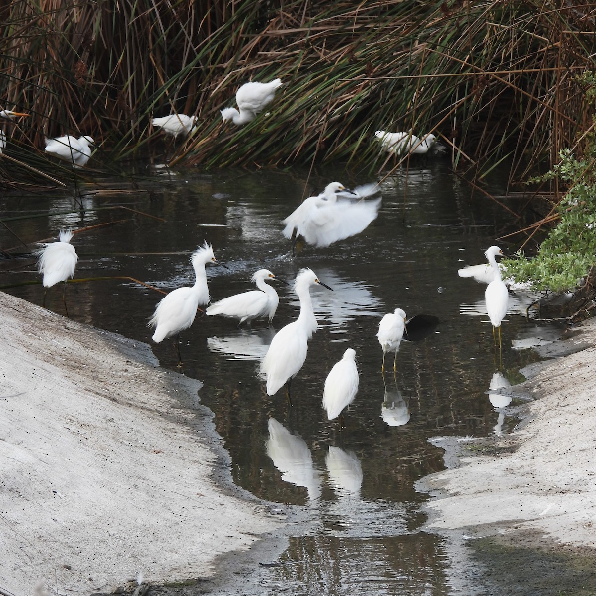Snowy Egret - ML642232628