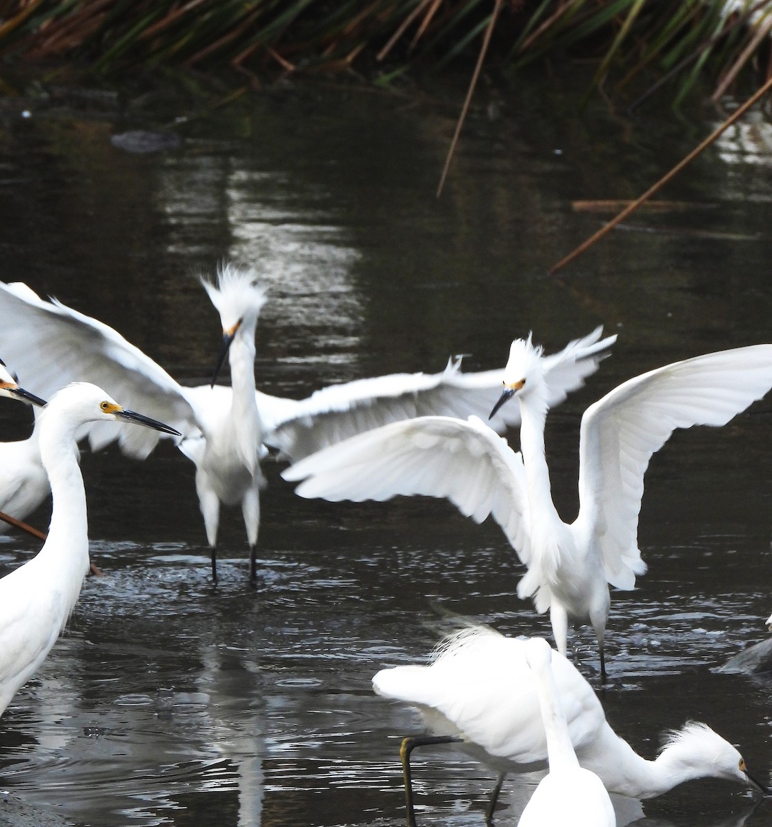 Snowy Egret - ML642232629