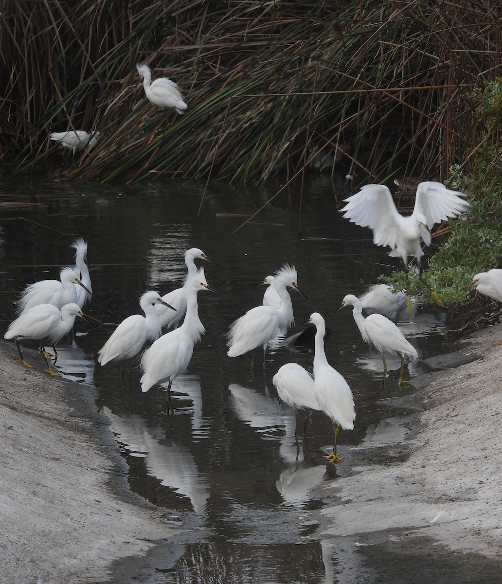 Snowy Egret - ML642232630