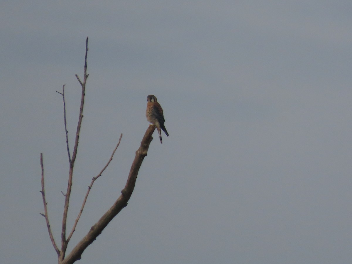 American Kestrel - ML642232656