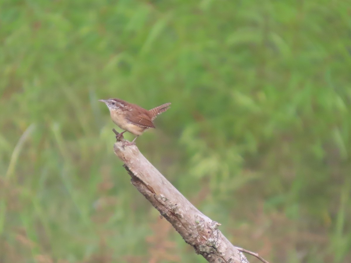 Carolina Wren - ML642232676