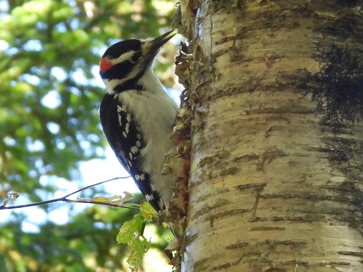 Hairy Woodpecker - ML642232694