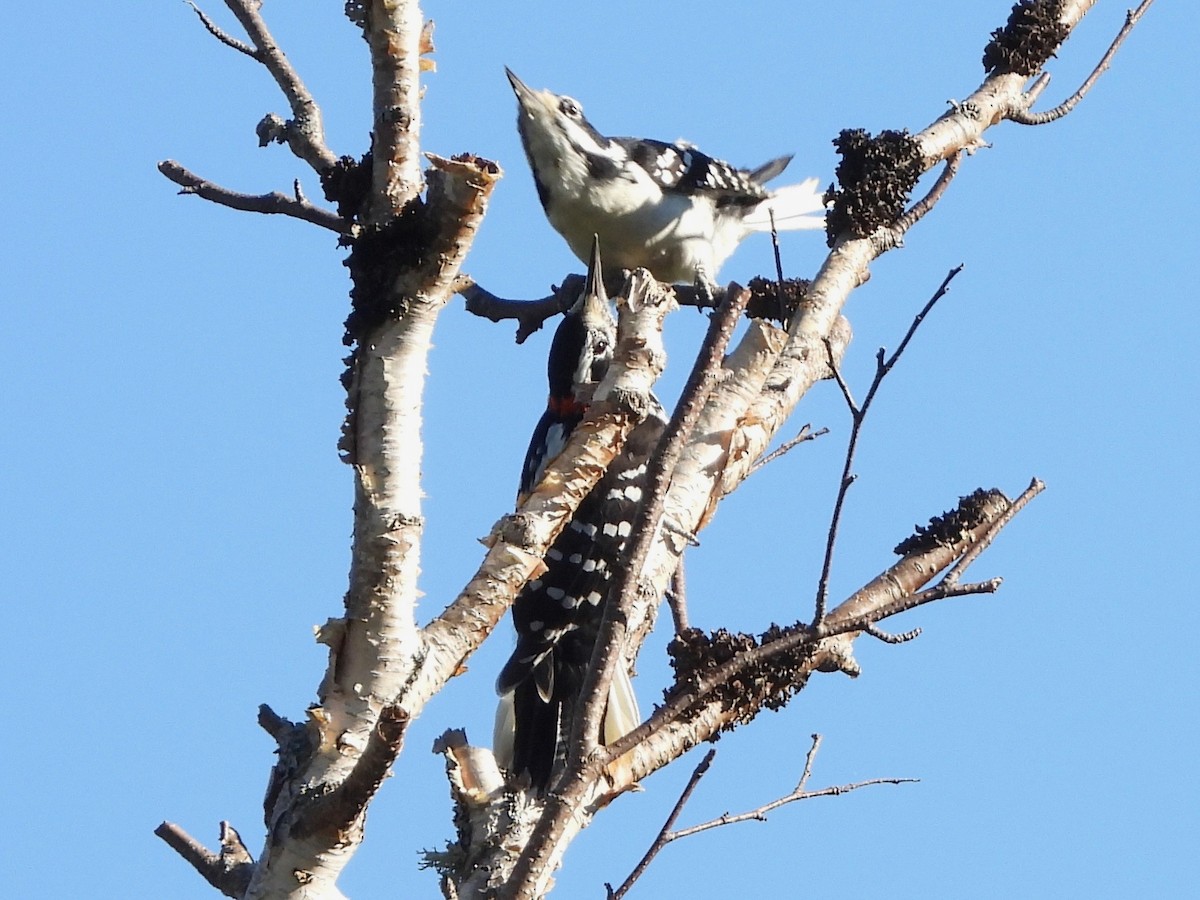 Hairy Woodpecker - ML642232695