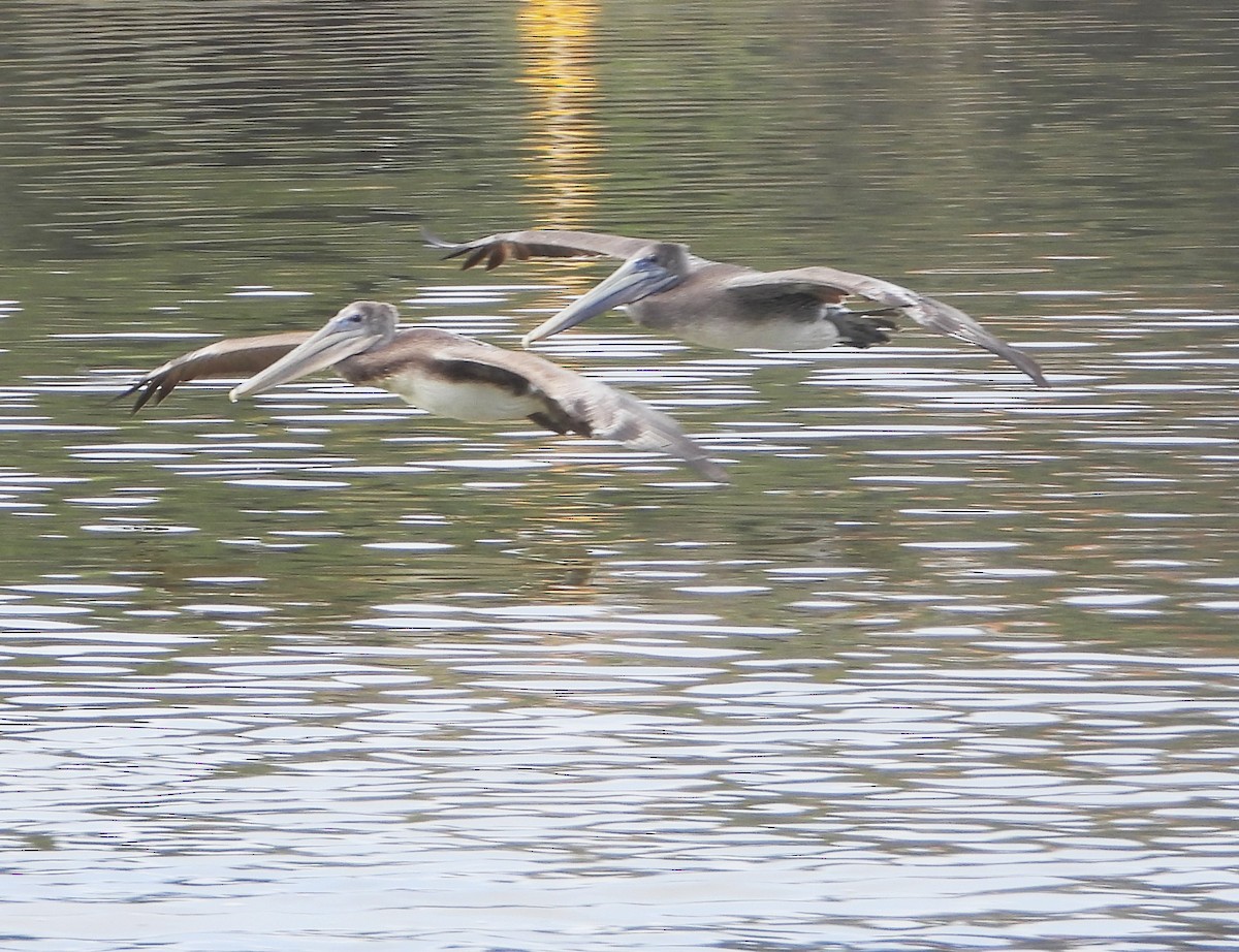 Brown Pelican - ML642232697