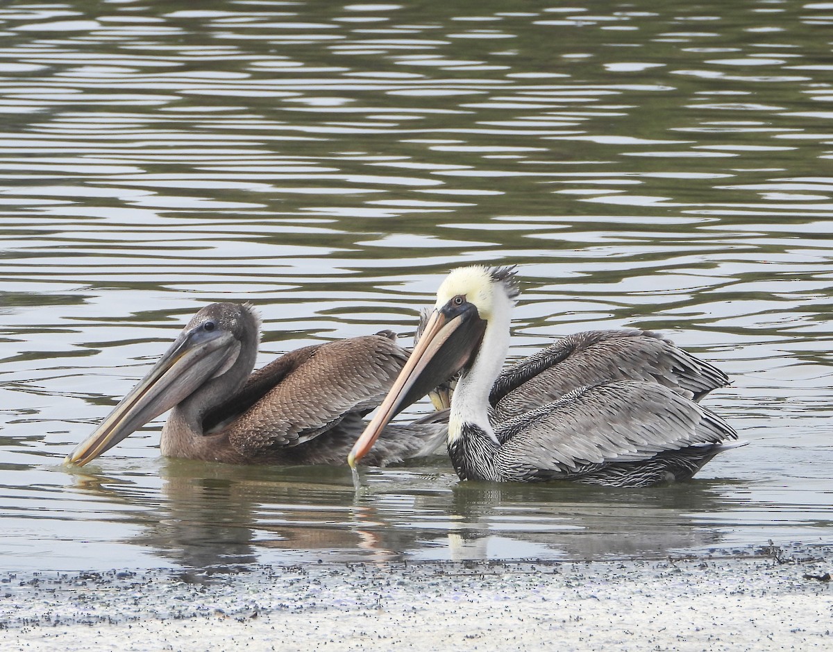 Brown Pelican - ML642232699