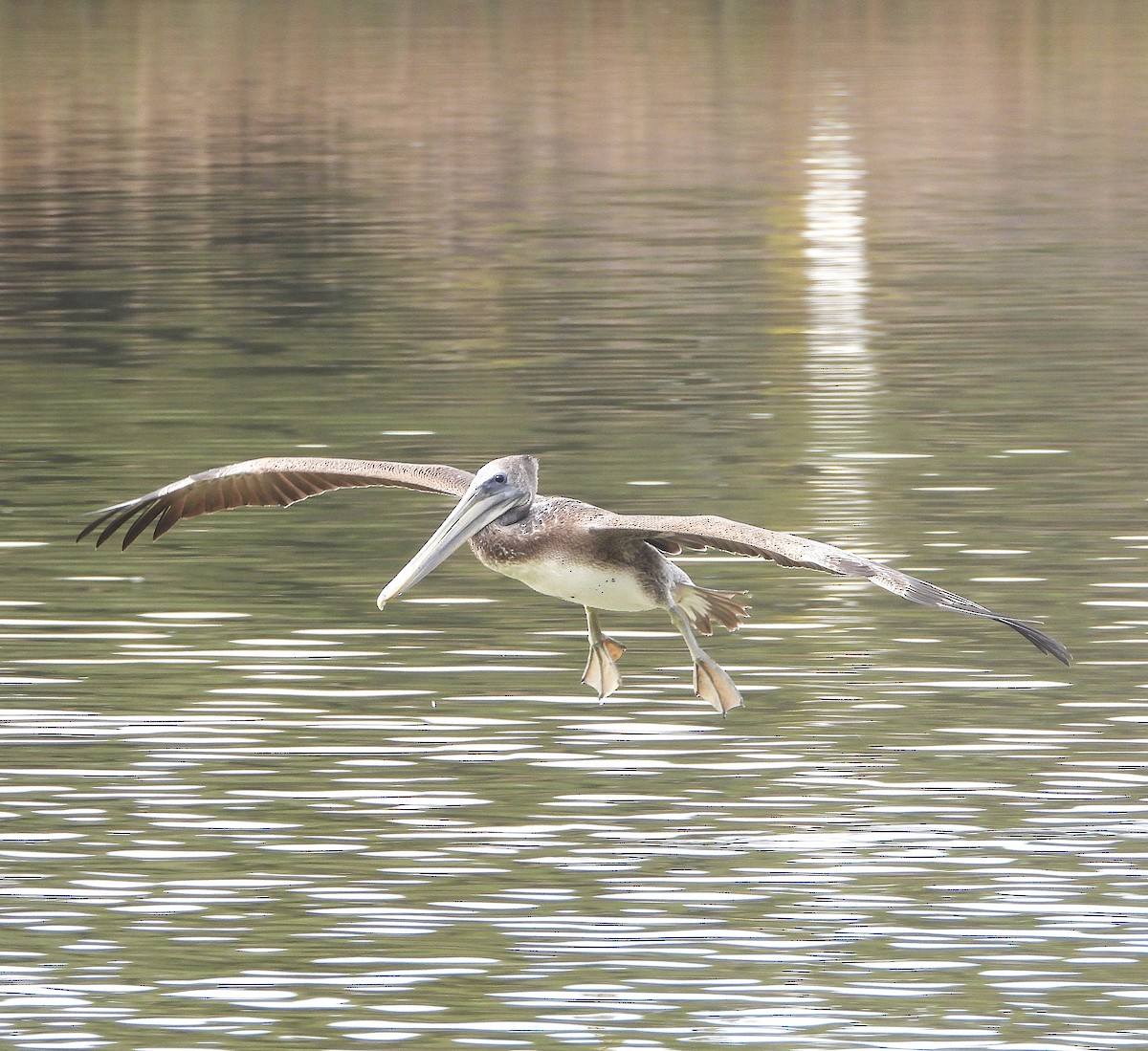 Brown Pelican - ML642232700