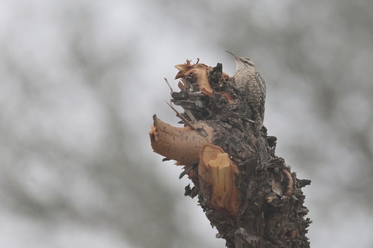 Indian Spotted Creeper - ML642232704