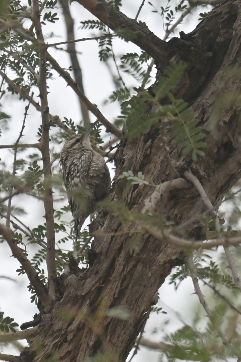 Indian Spotted Creeper - ML642232705