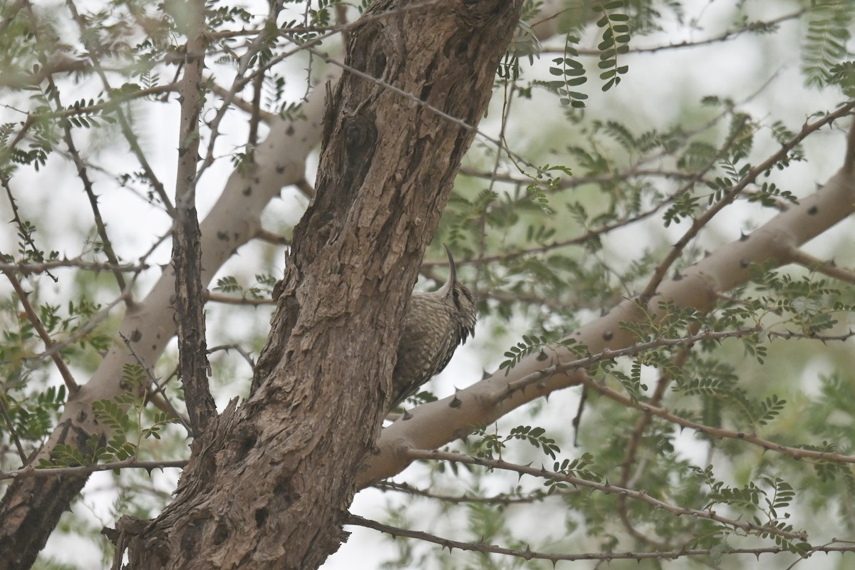 Indian Spotted Creeper - ML642232706