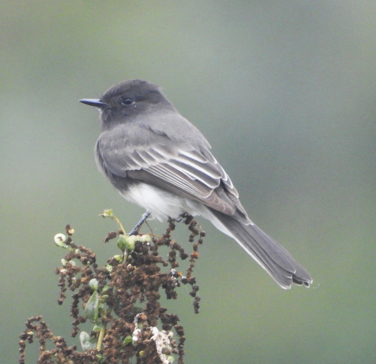 Black Phoebe - ML642232716