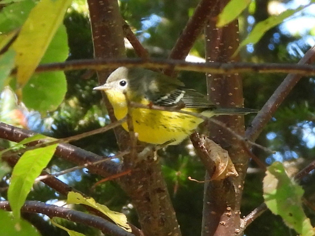 Magnolia Warbler - ML642232717