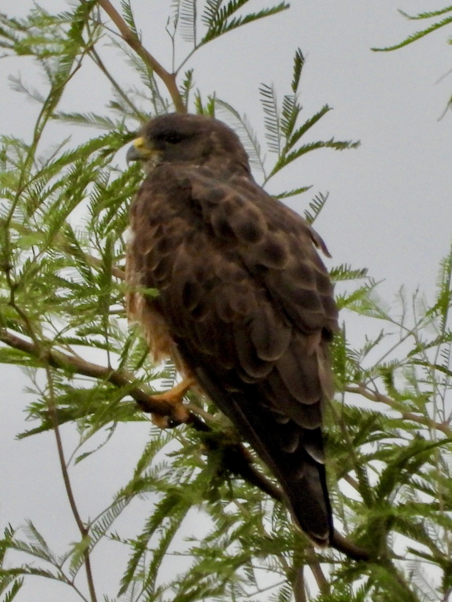 rødvingevåk - ML642232725