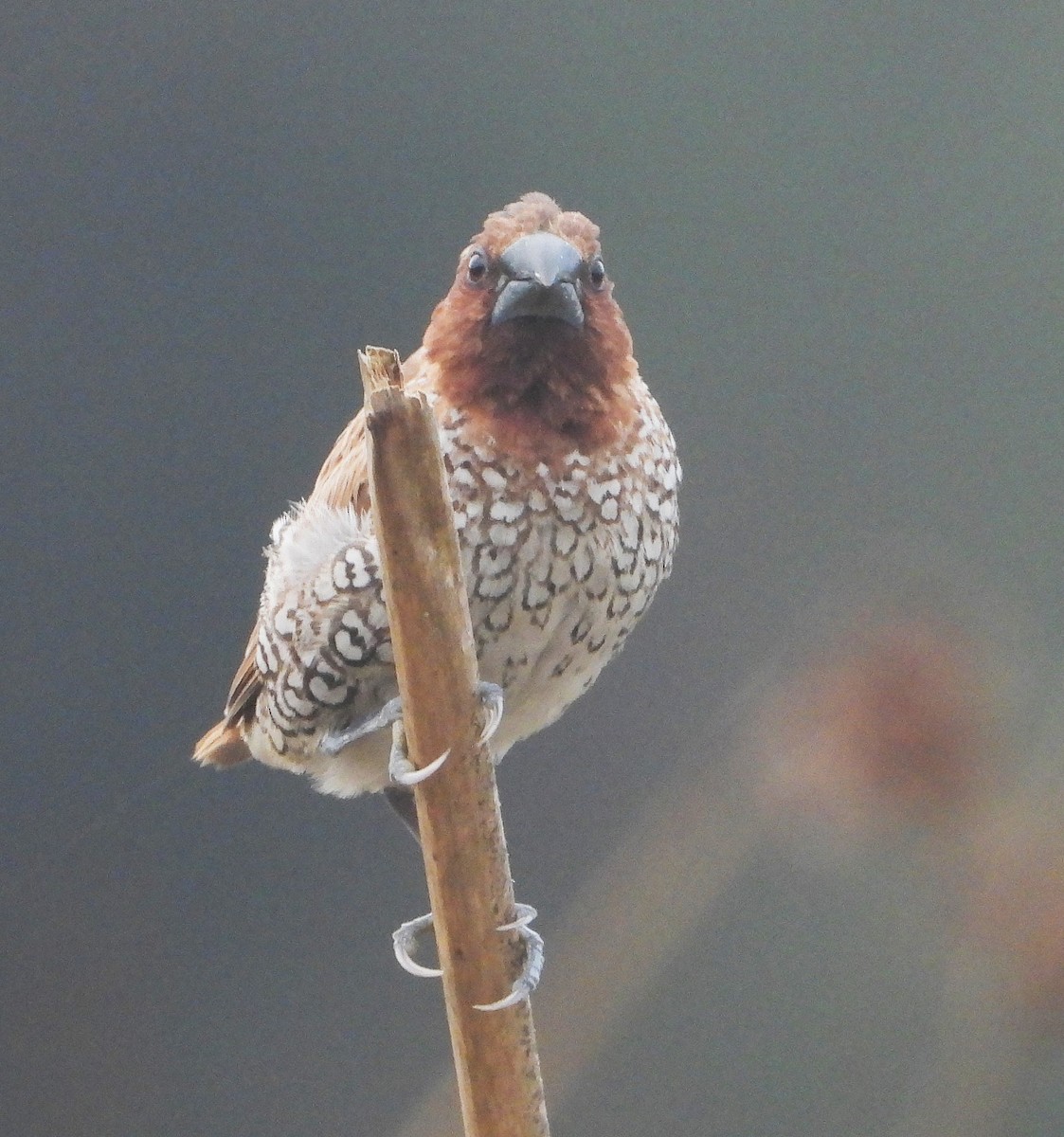 Munia pettosquamato - ML642232727