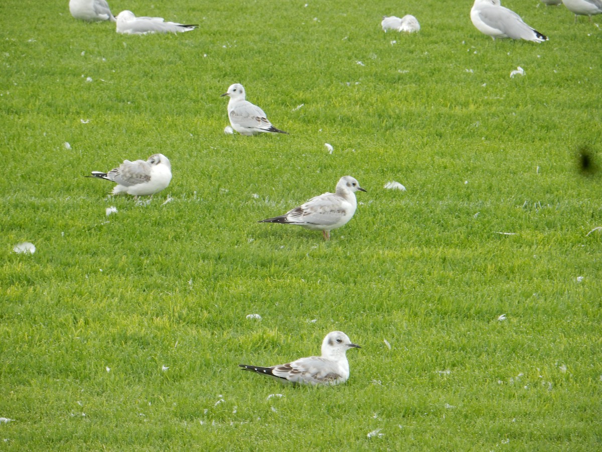 Mouette de Bonaparte - ML642232729