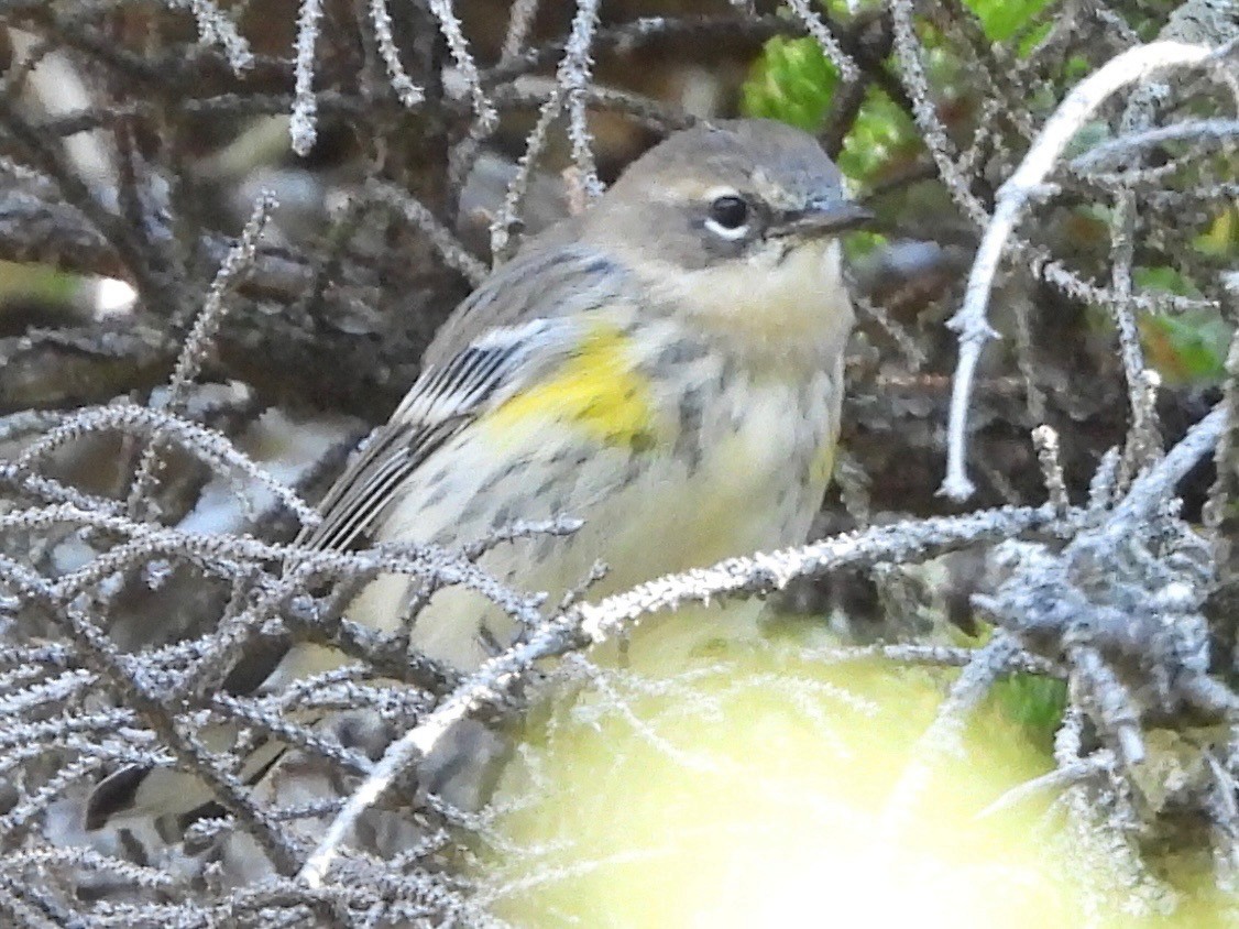Yellow-rumped Warbler - ML642232748