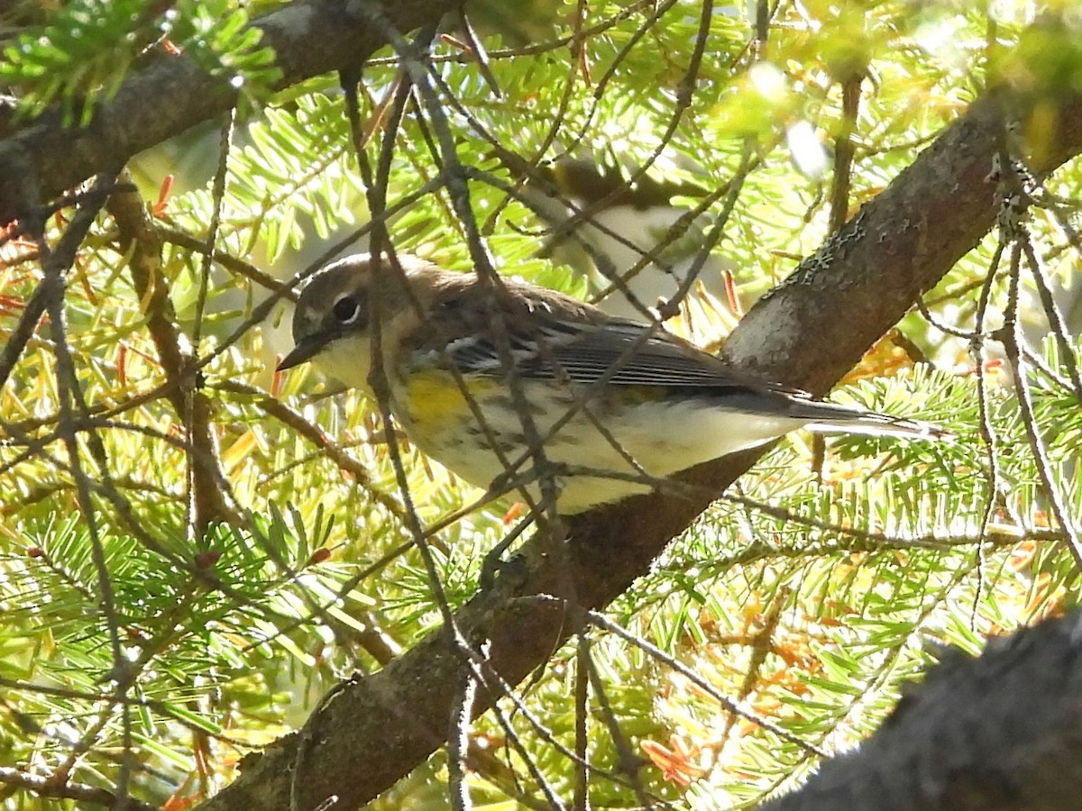 Yellow-rumped Warbler - ML642232749