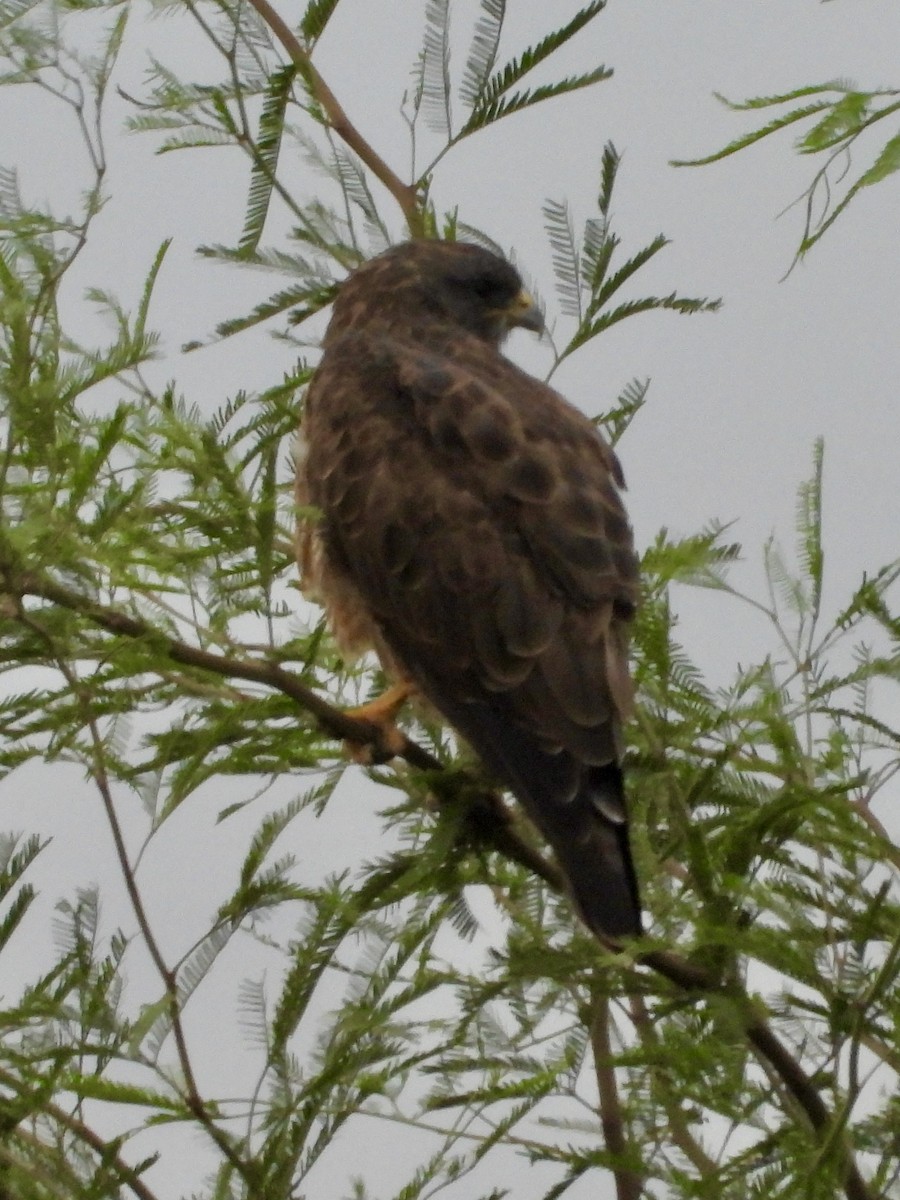 rødvingevåk - ML642232751