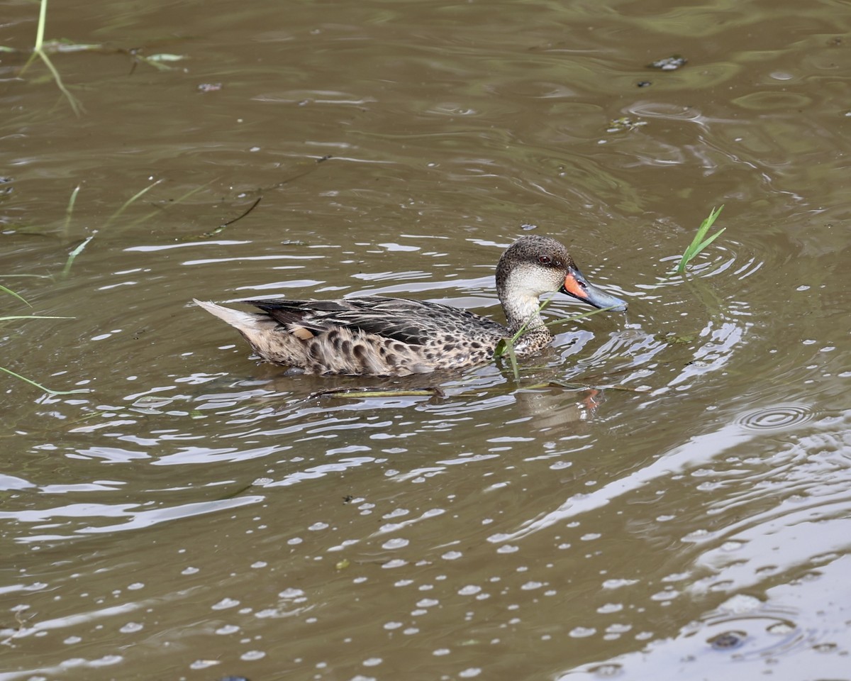 White-cheeked Pintail (Galapagos) - ML642232752