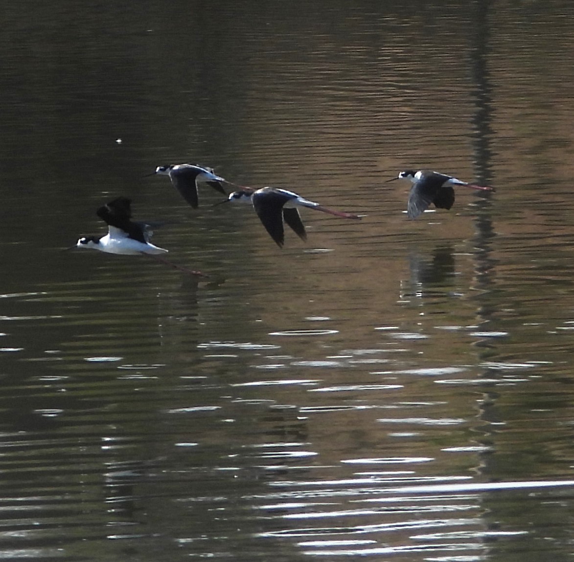 Black-necked Stilt - ML642232756