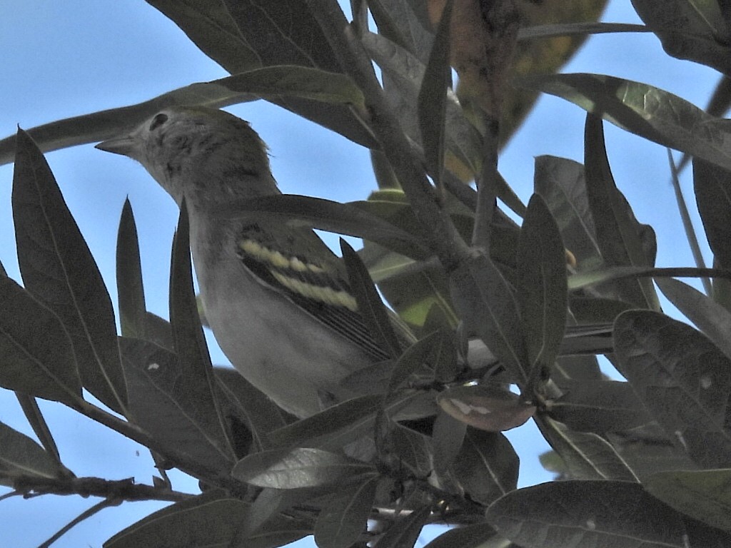 Chestnut-sided Warbler - ML642232772