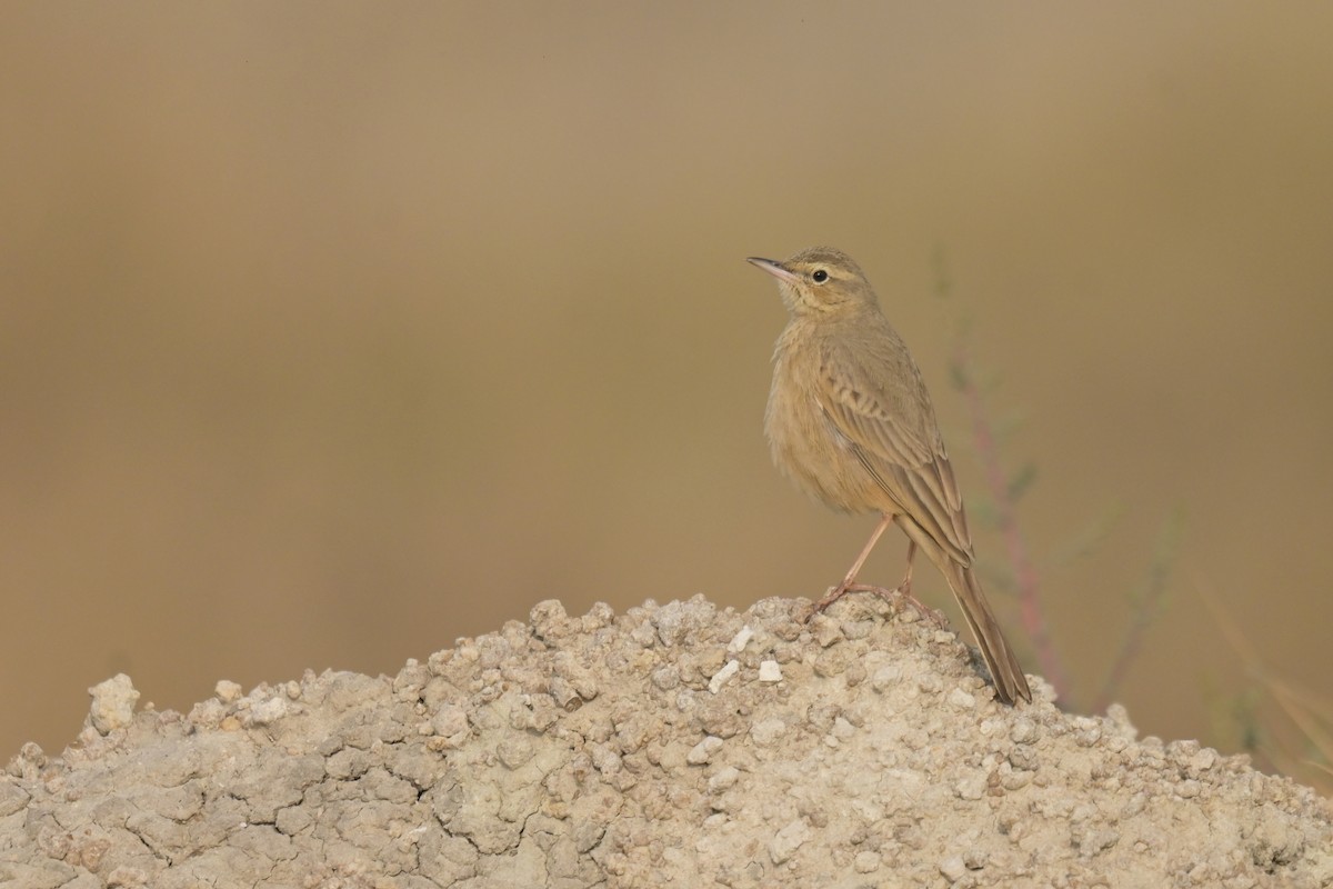 Pipit à long bec - ML642232810