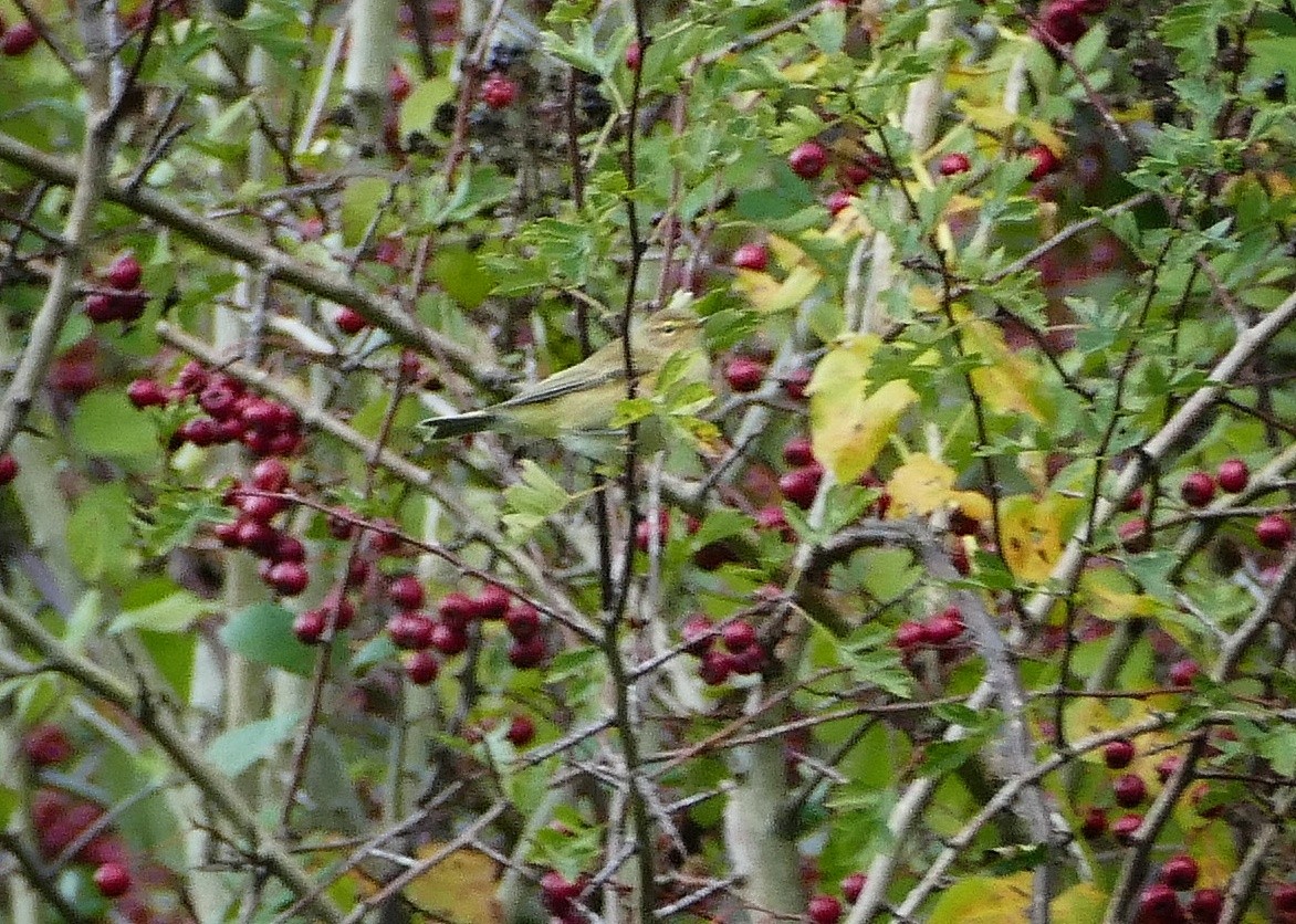 Pouillot véloce - ML642232833