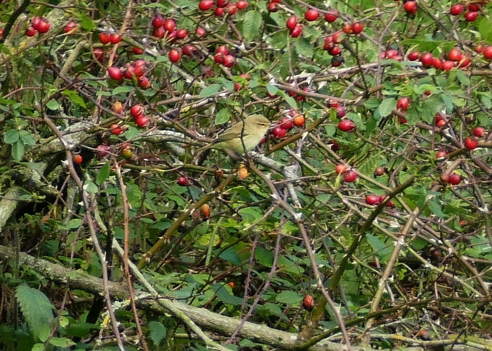 Pouillot véloce - ML642232845