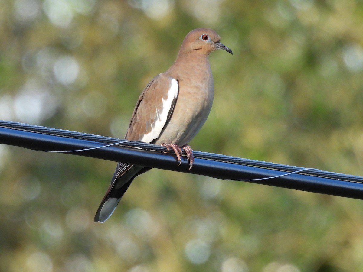 White-winged Dove - ML642232879