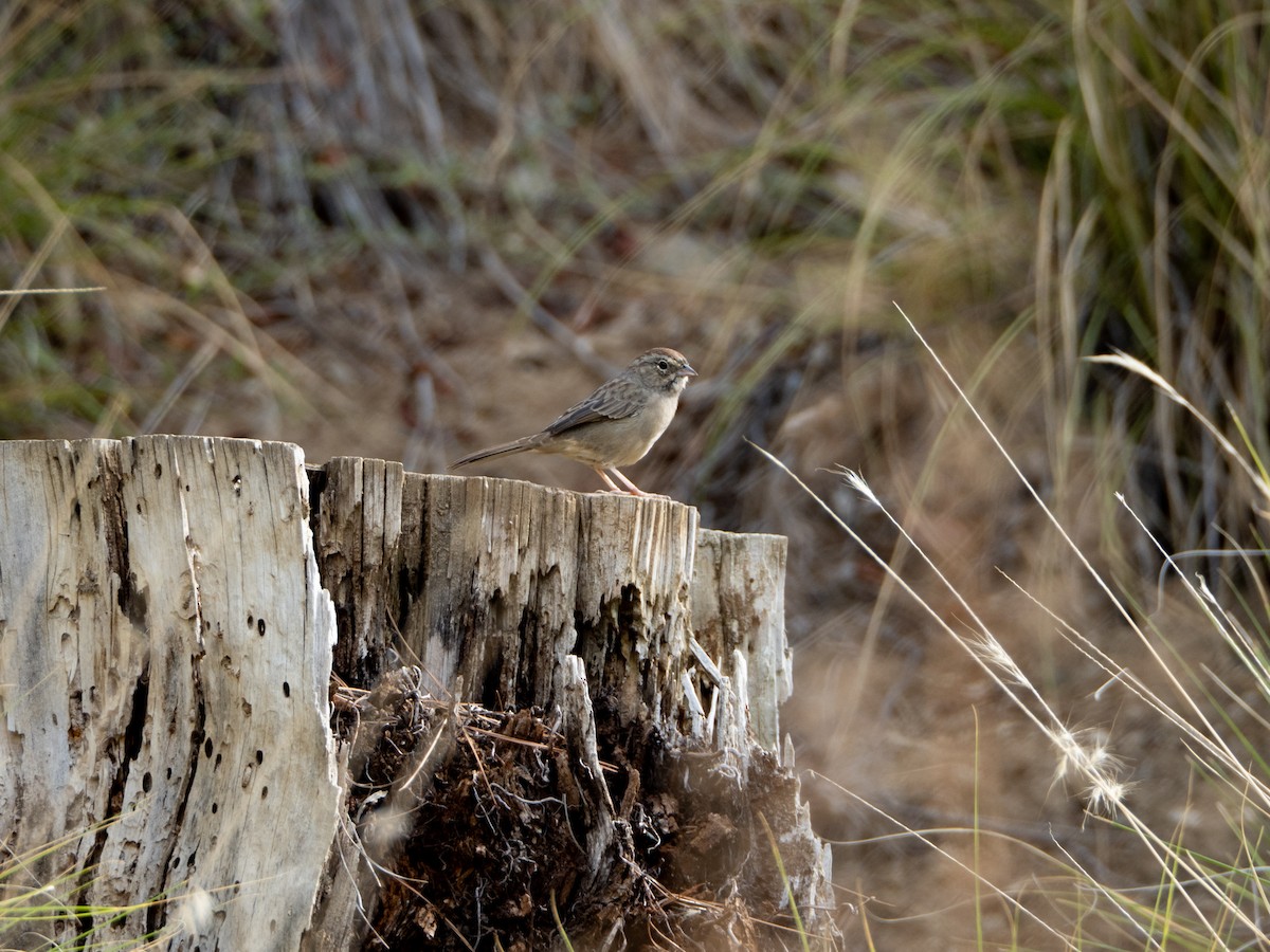 Rufous-crowned Sparrow - ML642232933