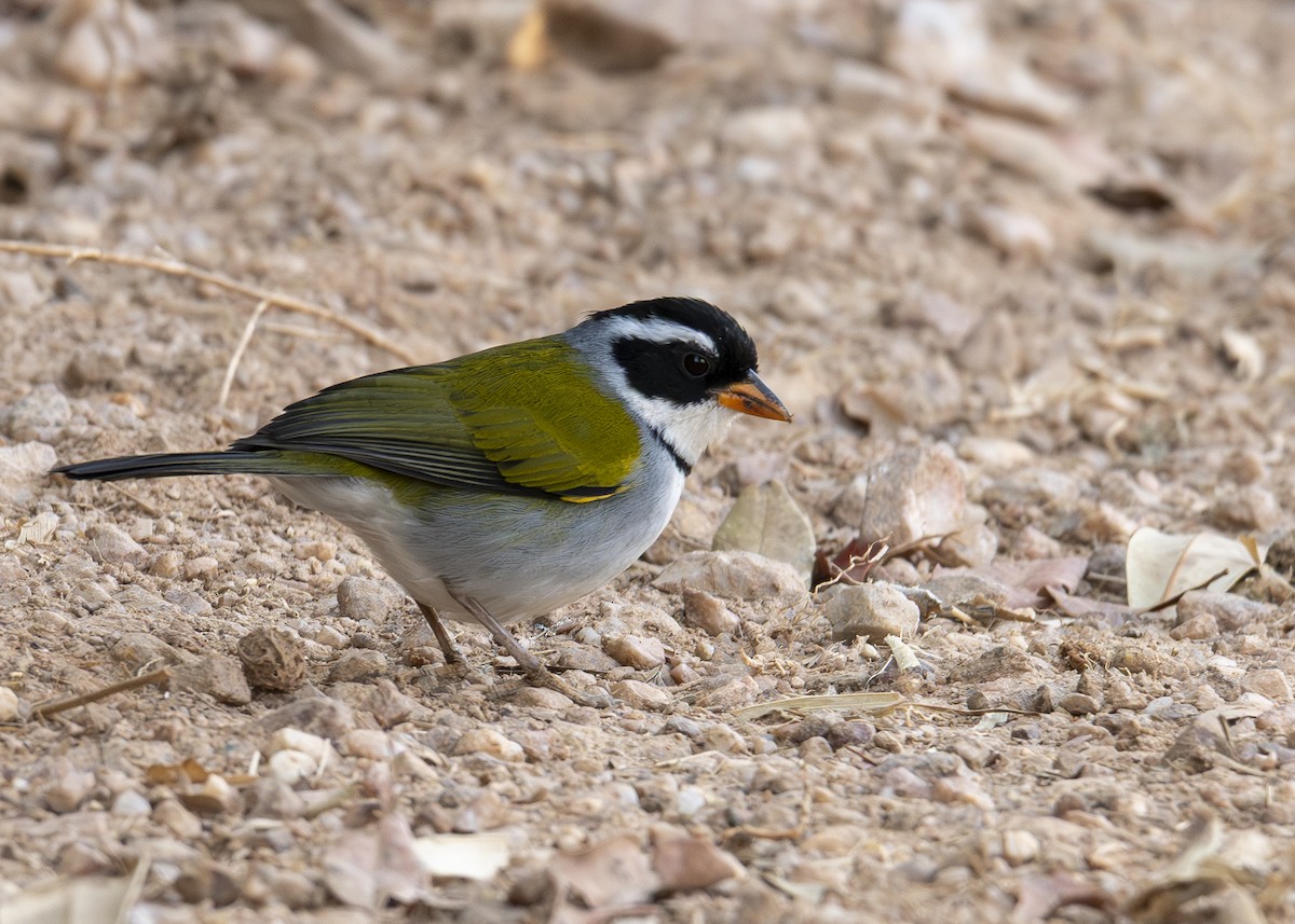 Saffron-billed Sparrow (Saffron-billed) - ML642232948
