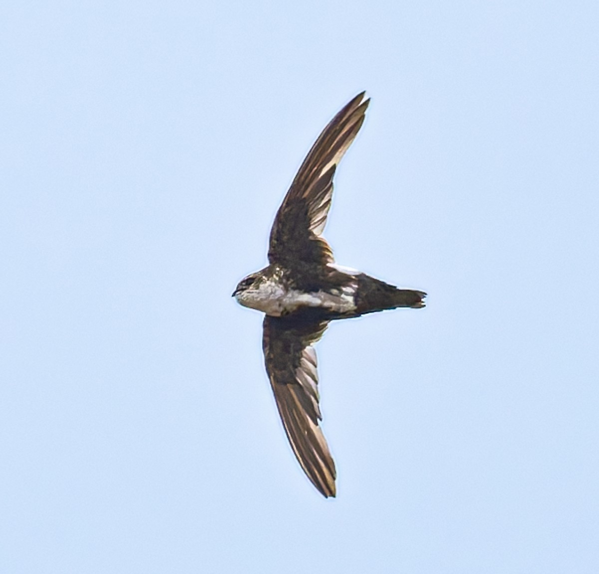 White-throated Swift - ML642232957