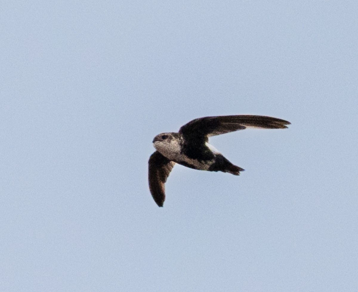 White-throated Swift - ML642232958