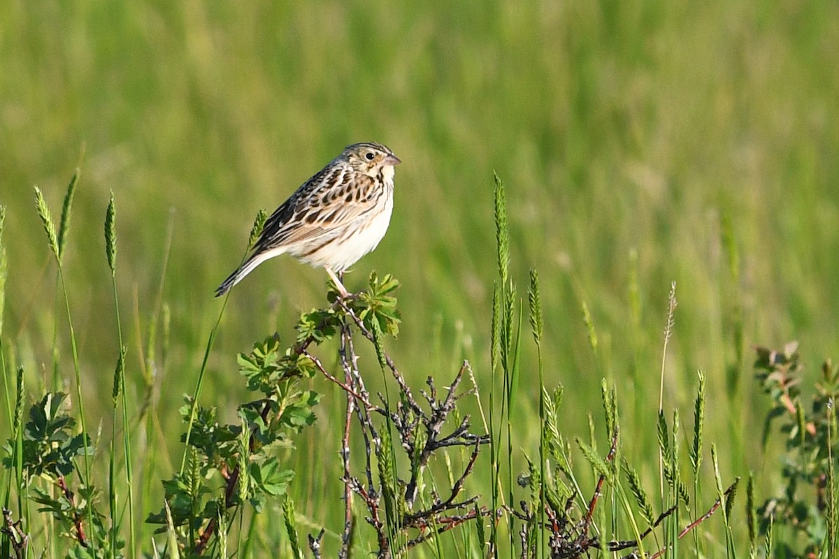 Baird's Sparrow - ML642232968
