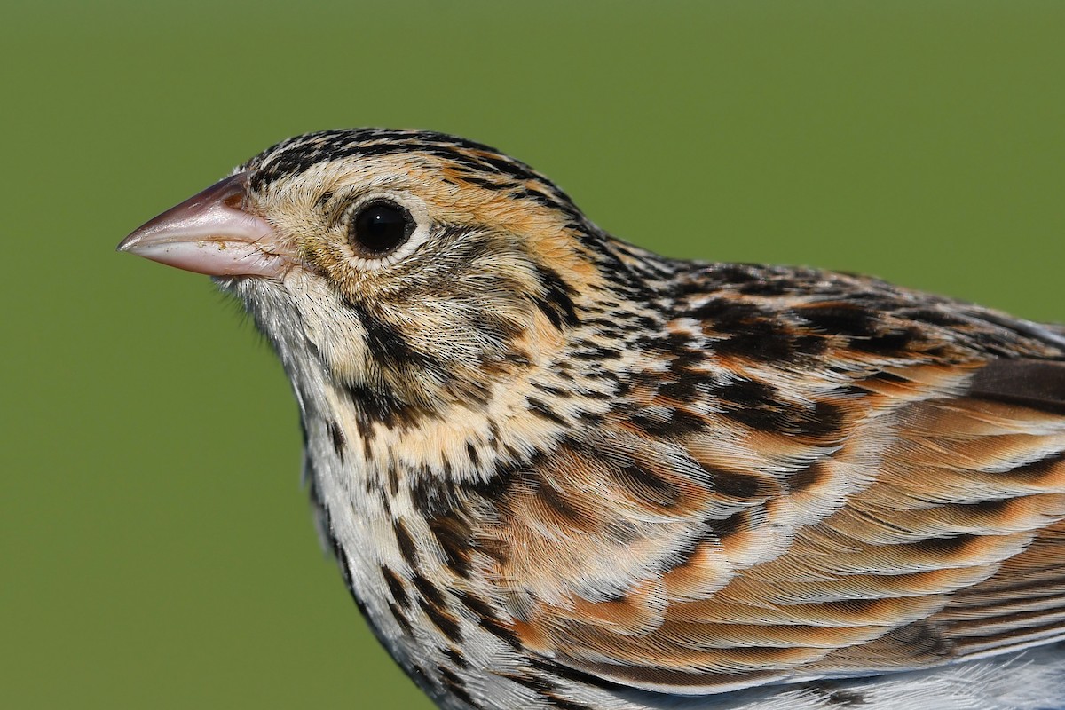 Baird's Sparrow - ML642232969
