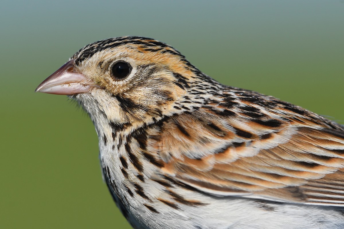 Baird's Sparrow - ML642232970