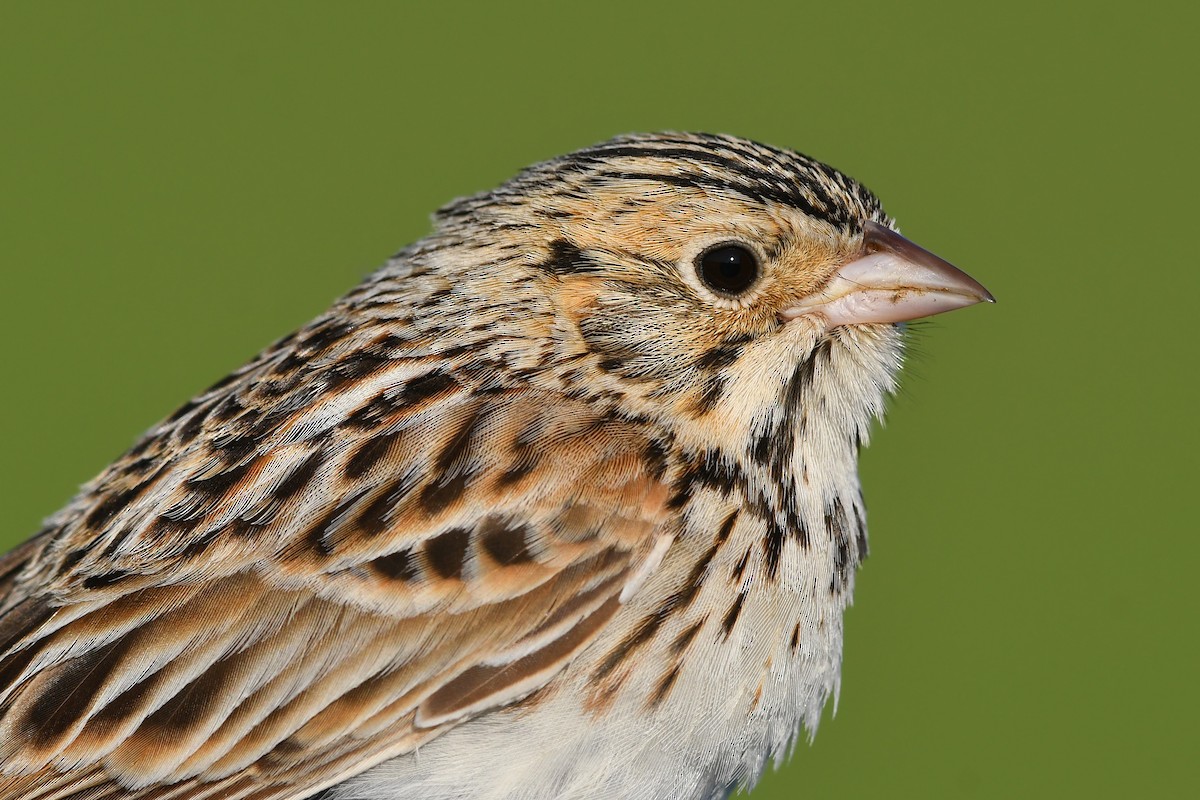 Baird's Sparrow - ML642232971