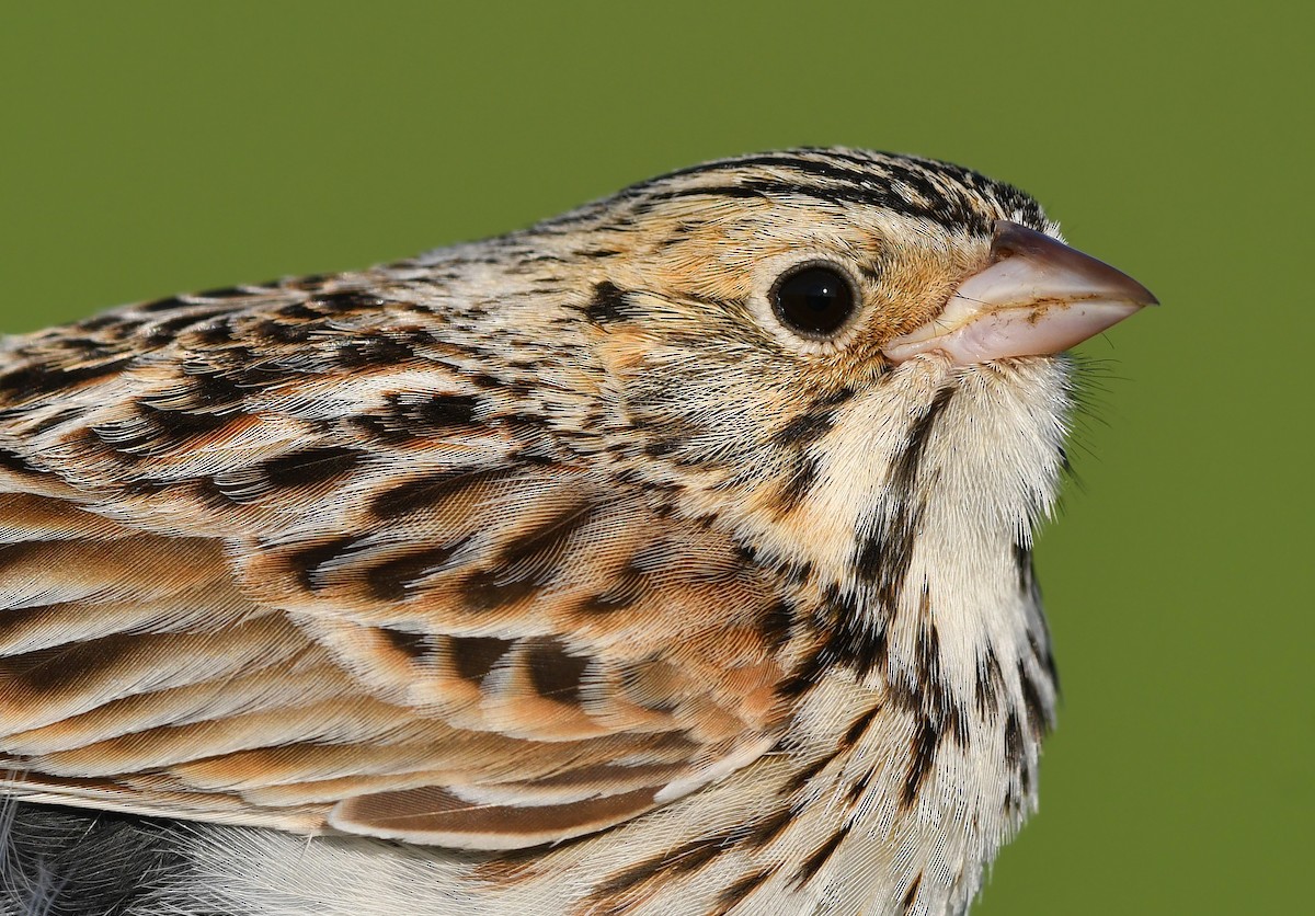 Baird's Sparrow - ML642232973